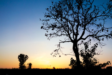 Fototapeta na wymiar magical sunrise sky with winter silhouette tree nature backgroun