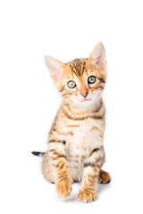little kitten looking into the camera on a white background