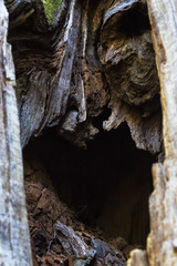 hole in the centuries-old oak
