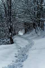 Pathway in the snow