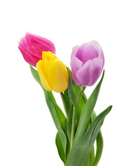 tulip flowers