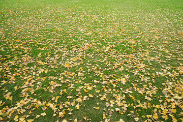 leaves turn to yellow and fall to the grass in park in winter season