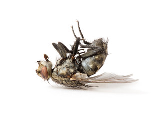 dead fly isolated on a white background
