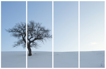 Single tree in a winter landscape. Collage photo