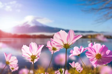 Gordijnen Roze kosmosbloem die met doorschijnend bij bloemblad op vage Fuji-bergachtergrond bloeien © zentrady_i3ell