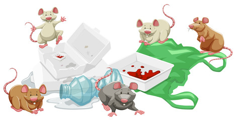 Rats in the trash pile