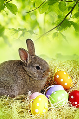 Fototapeta na wymiar easter rabbit and easter eggs - white background