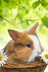 little baby rabbit in a basket
