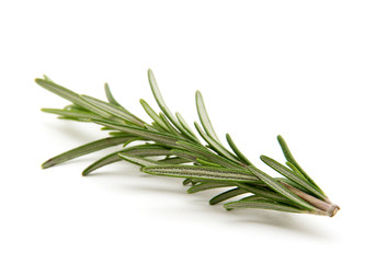 Twig of rosemary on a white background