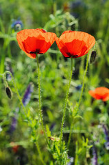 Fototapeta premium Red poppy flowers blooming in the green grass field, floral natural spring background, can be used as image for remembrance and reconciliation day