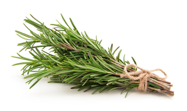 Rosemary bound on a white background