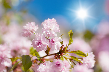 Sakura cherry flower blossom in spring