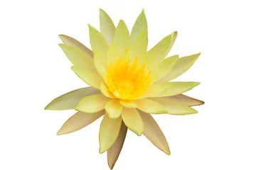 Papier Peint photo autocollant fleur de lotus Beautiful yellow lotus flower