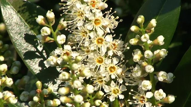 Die Bl&uuml;ten des Kirschlorbeerstrauchs bewegen sich leicht im Wind (Nahaufnahme)