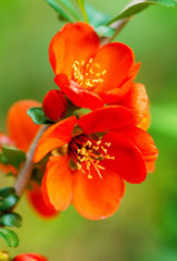 Flowering quince (Chaenomeles speciosa, Chinese or Japanese quince, zhou pi mugua)