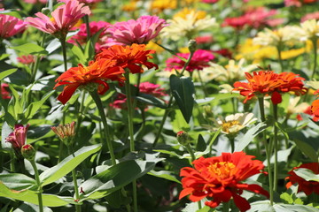 Zinnia elegans colorful flowers in the park