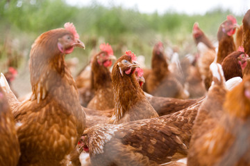 portrait of chicken in a typical free range poultry organic farm