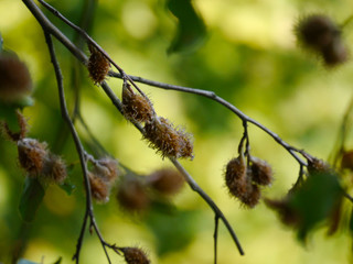 Fruit/seed of a tree at a botanical garden