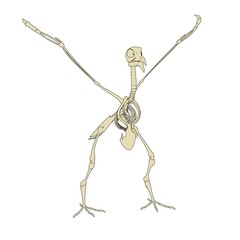 2d cartoon illustration of pigeon skeleton