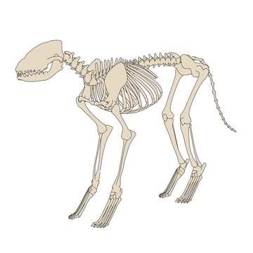 2d cartoon illustration of canine skeleton