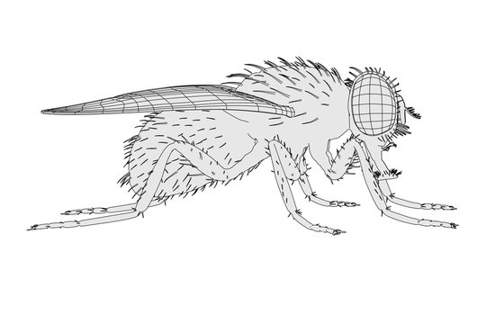 2d cartoon illustration of musca domestica
