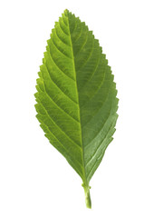 Fototapeta premium green tea leaf isolated on white background