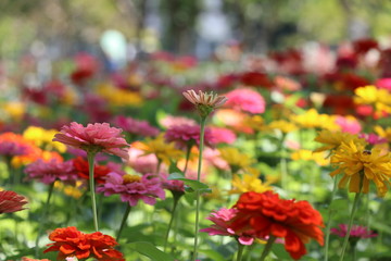 Zinnia elegans colorful flowers in the park