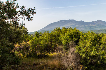 Terrazze di ulivi sull'Etna