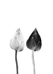 Lotus flower in black and white isolated on white background.