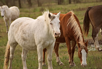 Obraz na płótnie Canvas Horses in Argentina on a field 