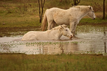 Obraz premium Horses free on a field in winter in Argentina