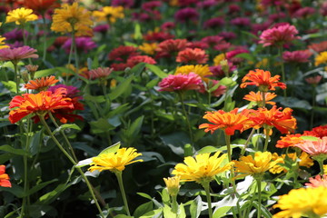 Zinnia elegans colorful flowers in the park