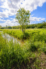 Backlit image of a small stream in a Dutch polder landscape