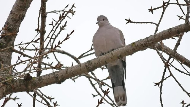 Mourning Dove turtledove bird Zenaida macroura on tree branch bird