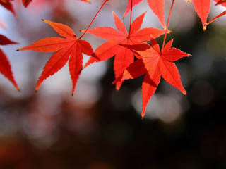 モミジ　紅葉　秋色