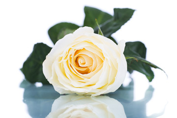 Single white rose with leaves and stem on white background