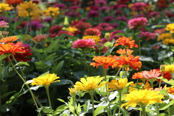 Zinnia elegans colorful flowers in the park