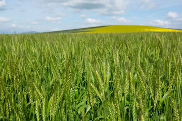 View of beautiful wheat field