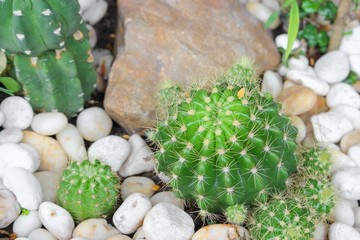 Cactus in stone park  beautiful,Select focus 
