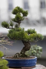 Keuken foto achterwand Bonsai bonsai den in de tuin