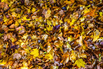 Colorful autumn maple leaves in orange yellow and brown color.