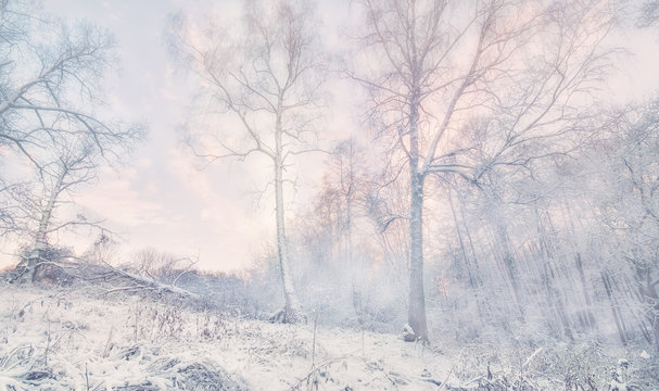 Fototapeta winter forest 