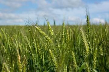 View of beautiful wheat field