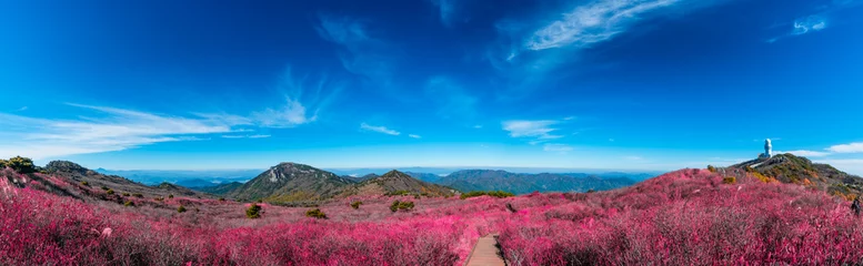 Tuinposter Biseulsan National Recreation Forest Het beste beeld van landschap Bergbloem en herfst in Zuid-Korea. © Rakchat