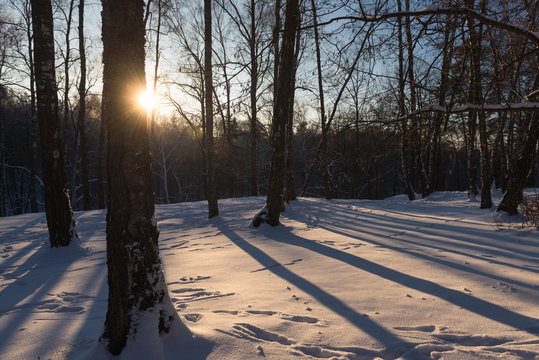Fototapeta winter forest 