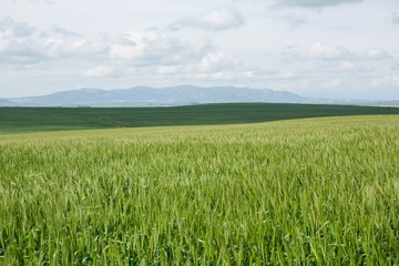 View of beautiful wheat field