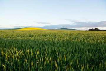 View of beautiful wheat field