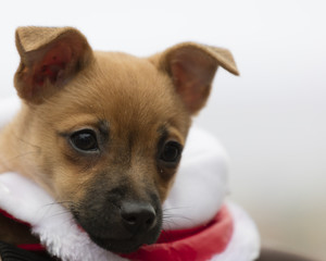 chihuahua dog