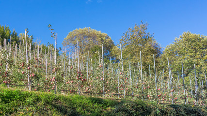 Sunny apple trees with ripe red fruits plantation. Magnisia, Thessalien. Greece.
