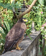 Falcon Peregrine or golden eagle, Closeup